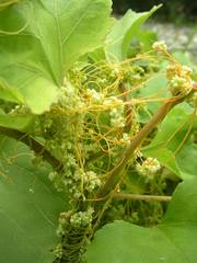 Cuscuta monogyna