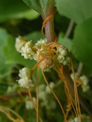 Cuscuta monogyna