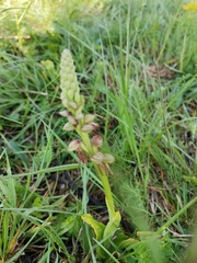 Orchis anthropophora
