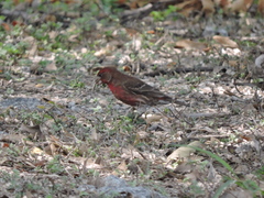 Haemorhous mexicanus