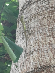Diploderma polygonatum polygonatum