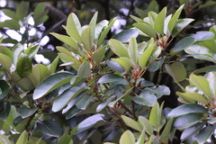 Ternstroemia kwangtungensis