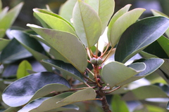 Ternstroemia kwangtungensis