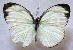 Itaballia demophile centralis