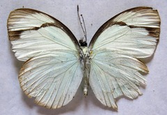 Itaballia demophile centralis