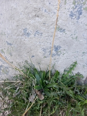 Plantago major