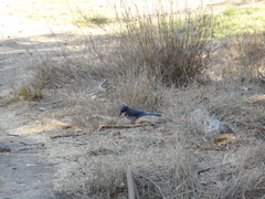 Aphelocoma insularis