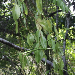 Gymnanthera oblonga