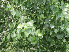 Populus mexicana