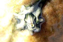 Austrominius modestus