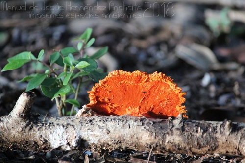 Bleeding Trametes (Trametes sanguinea)