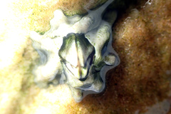 Austrominius modestus