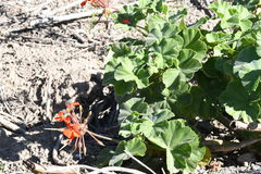 Pelargonium inquinans