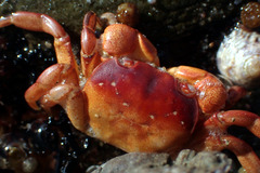 Cyclograpsus granulosus