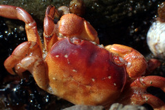 Cyclograpsus granulosus