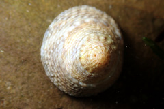 Bembicium vittatum