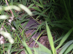 Dasypus novemcinctus