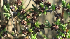 Ruschia uitenhagensis