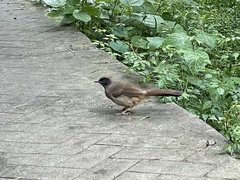 Pterorhinus perspicillatus