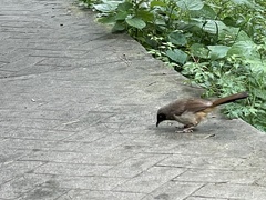 Pterorhinus perspicillatus