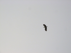 Nycticorax nycticorax