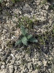 Seseli dichotomum