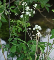 Thalictrum aquilegiifolium
