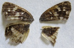 Anthanassa drusilla lelex