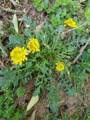 Asteraceae