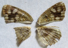 Anthanassa drusilla lelex