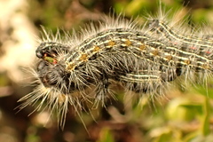 Bombycomorpha pallida