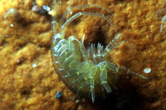 Melitidae