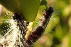 Bombycomorpha pallida