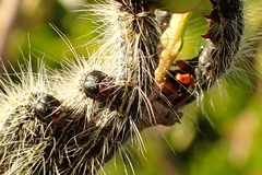 Bombycomorpha pallida