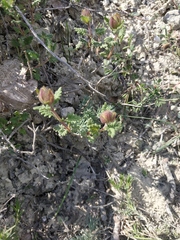 Scutellaria orientalis orientalis