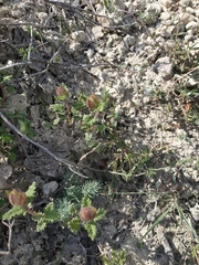 Scutellaria orientalis orientalis