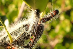 Bombycomorpha pallida