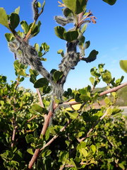 Bombycomorpha pallida