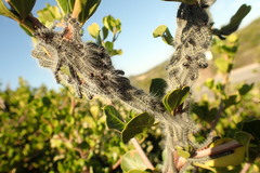 Bombycomorpha pallida