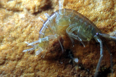 Melitidae