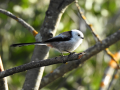Aegithalos caudatus
