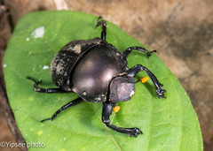Paragymnopleurus sinuatus
