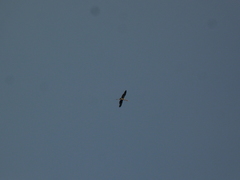 Mycteria leucocephala