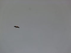 Mycteria leucocephala