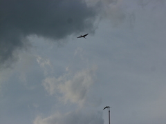 Mycteria leucocephala