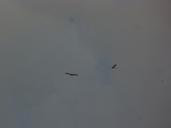 Mycteria leucocephala