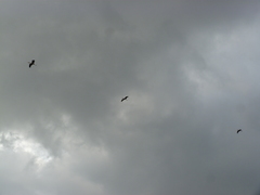 Mycteria leucocephala