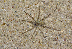 Pardosa vadosa