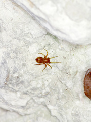 Castianeira trilineata