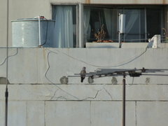 Cacomantis merulinus